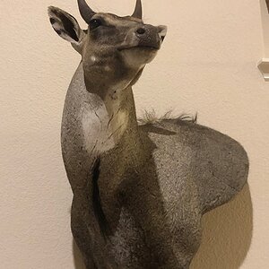 Nilgai Shoulder Mount Taxidermy