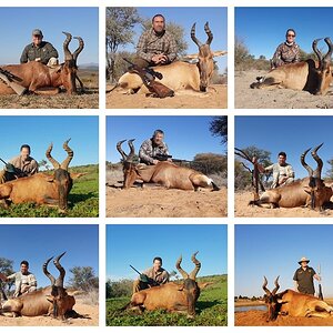 Red Hartebeest Hunting