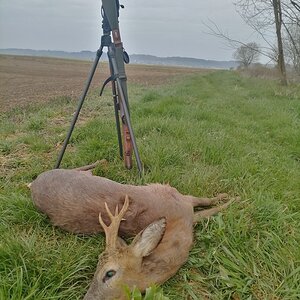 Roe Deer Hunting