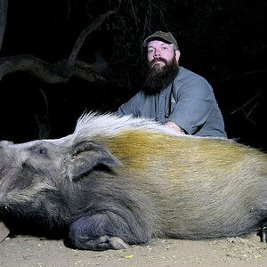 Bushpig Hunting South Africa