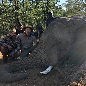 Elephant Hunt Zimbabwe