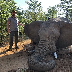 Elephant Hunt Zimbabwe