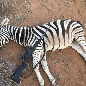 Plains Zebra