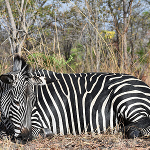 Selous' Zebra