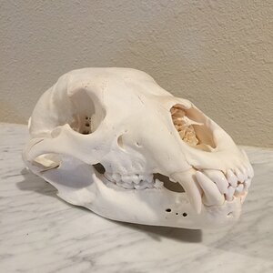 Black Bear Skull