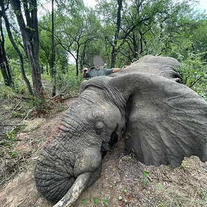 Elephant Hunt Zimbabwe