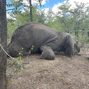 Elephant Hunt Zimbabwe