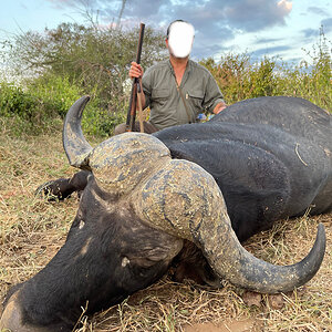 Buffalo Hunt Zimbabwe