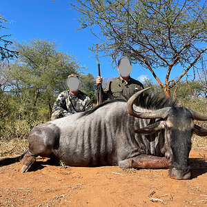 Blue Wildebeest Hunting Zimbabwe