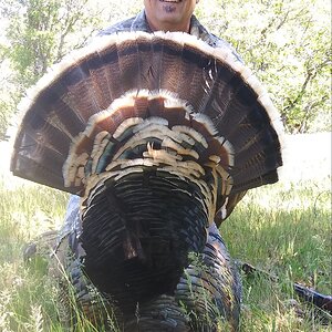 Turkey Hunting