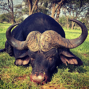 Buffalo Hunting South Africa