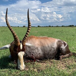 Blesbok Hunting South Africa