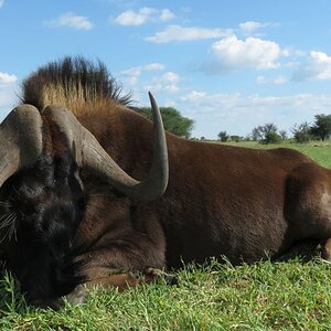 Black Wildebeest Hunting South Africa