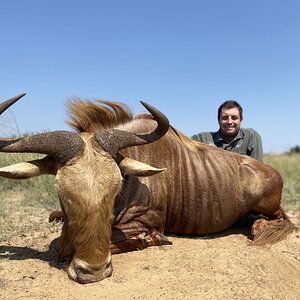 Golden Wildebeest Bull Hunt