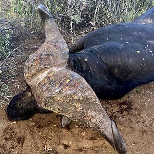 Buffalo Hunting