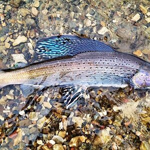 Grayling Fishing