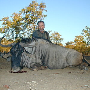 Blue Wildebeest Hunting