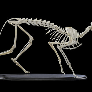 Caracal Skeleton Mount