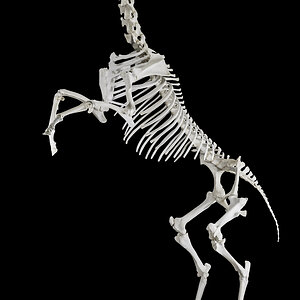 Zebra Skeleton Mount