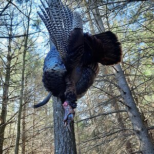 Turkey Hunt