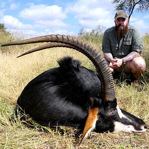 43 Inch Sable Bull Hunt