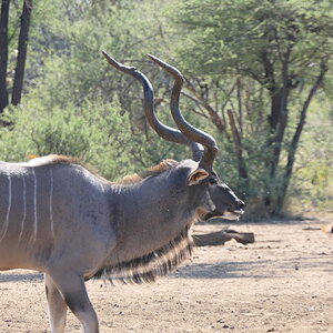 Kudu Wildlife South Africa