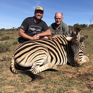 Zebra Hunting Eastern Cape South Africa