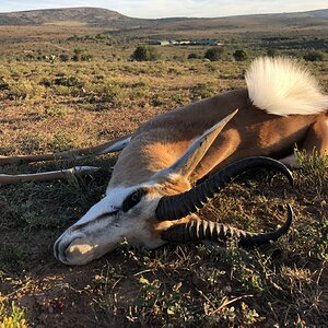 Springbok Hunting Eastern Cape South Africa