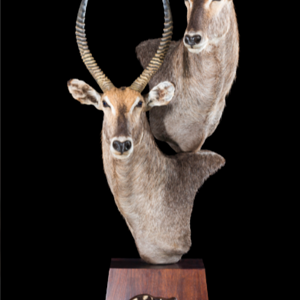 Waterbuck Pedestal Taxidermy