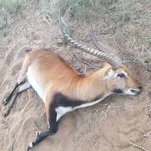 Red Lechwe Hunt South Africa