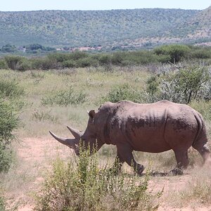 Rhino Wildlife Namibia