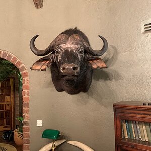 Buffalo Shoulder Mount Taxidermy