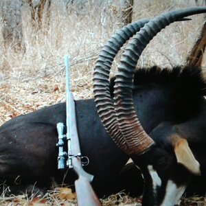 Sable Hunt Mozambique