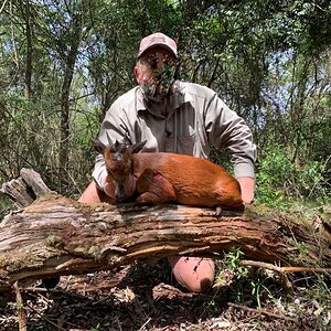 Red Duiker Hunt South Africa