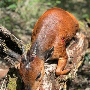 Red Duiker Hunt South Africa