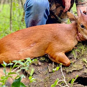 Red Duiker Hunt South Africa