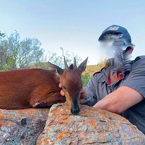 Red Duiker Hunt South Africa