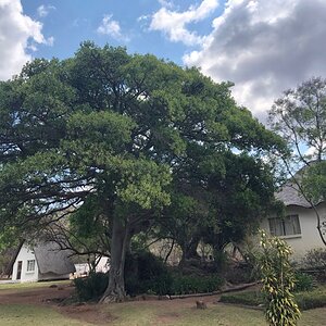 Limpopo Nature South Africa