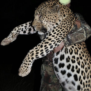 Leopard Hunt Namibia