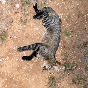 African Wildcat Night Hunting