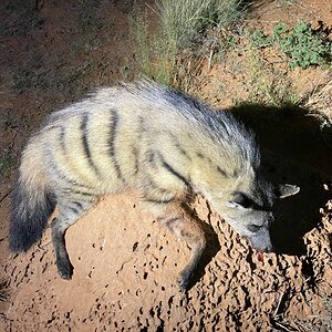 Aardwolf Night Hunting