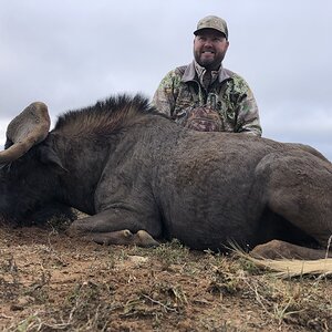 Black Wildebeest Hunt South Africa