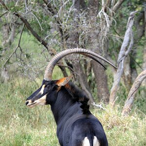 Sable Wildlife Limpopo South Africa