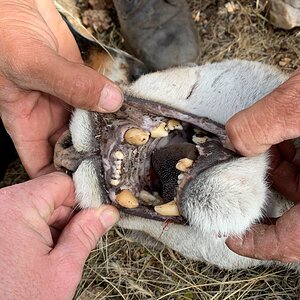 Mountain Lion Teeth