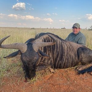 Blue Wildebeest Hunt South Africa