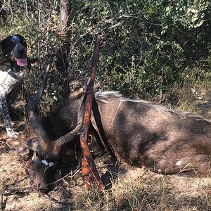 Nyala Hunting South Africa