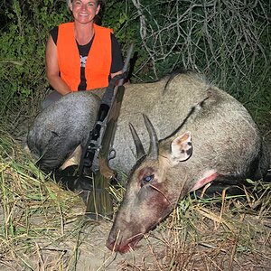 Nilgai Hunting South Texas