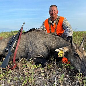 Nilgai Hunting South Texas