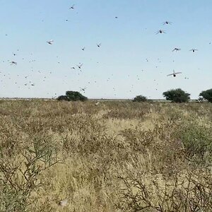 Locusts Plague Eastern Cape South Africa