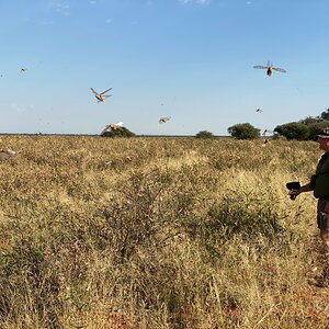 Locusts Plague Eastern Cape South Africa